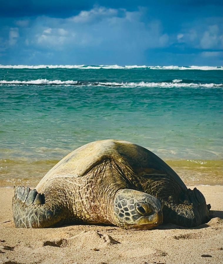 Explore Maui'S Diverse Campgrounds And Uncover The Island'S Beauty From Fresh Perspectives Every Day As You Journey With Aloha Glamp'S Great Jeep Equipped With A Rooftop Tent Paia Εξωτερικό φωτογραφία